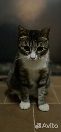 В Добрые руки, кошечку Масю