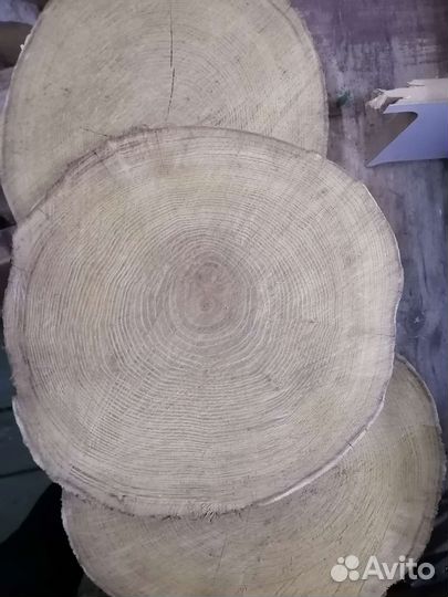 Спилы акации