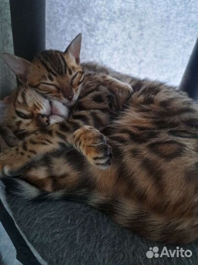 Бенгальские котята