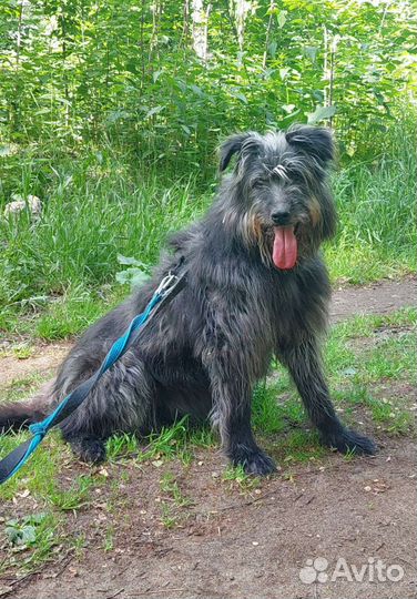 Собаки из приюта ждут прогулок