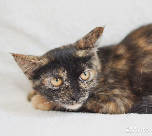 Кошечка (волшебная)