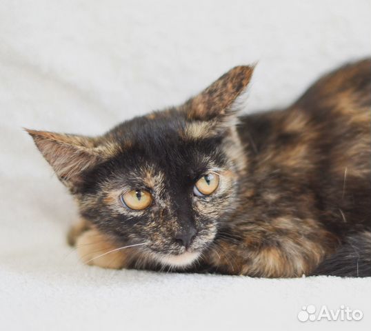 Кошечка (волшебная)