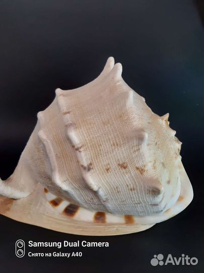 Большая морская раковина