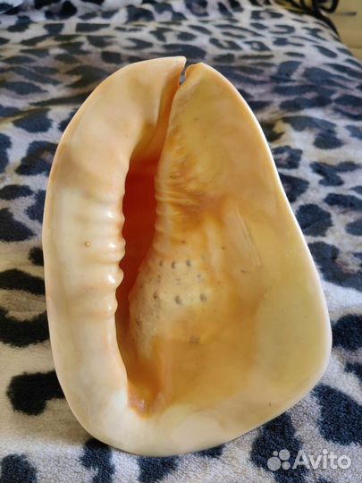 Ракушка морская большая Кассис Корнута