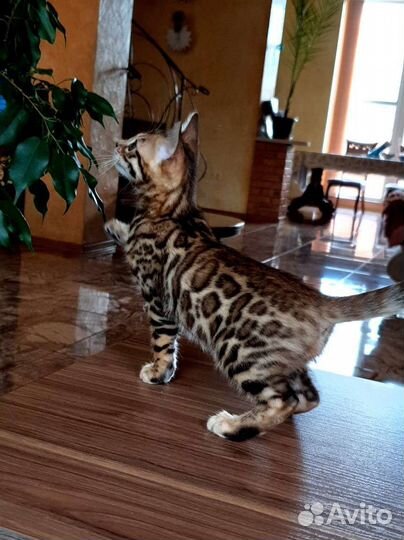 Бенгальские котята