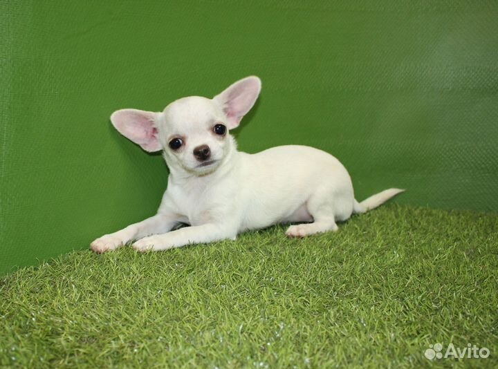 Щенки Чи Хуа из рук заводчика, гладкие и пушистые