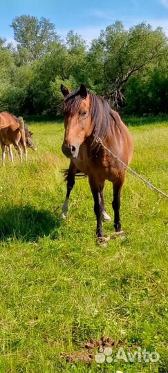 Продам лошадь