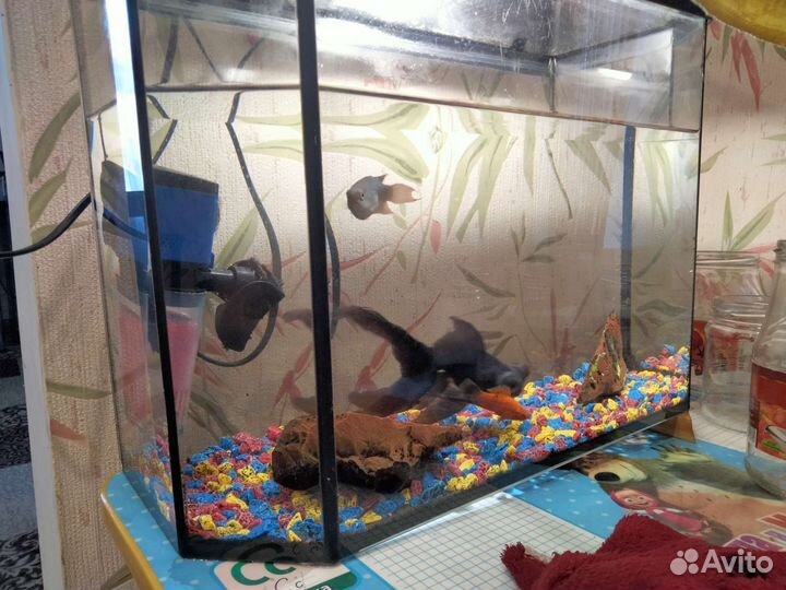 Аквариум с рыбками