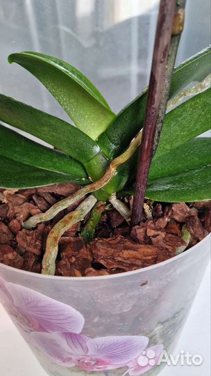 Орхидея биглип