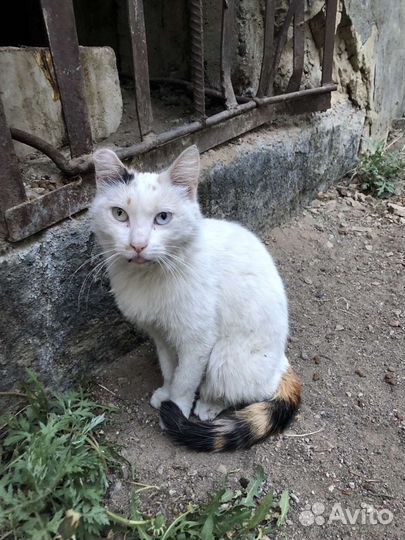 Необычная красавица кошечка