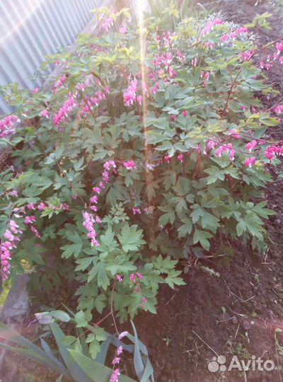 Многолетки. дицентра королевская, флокс и др