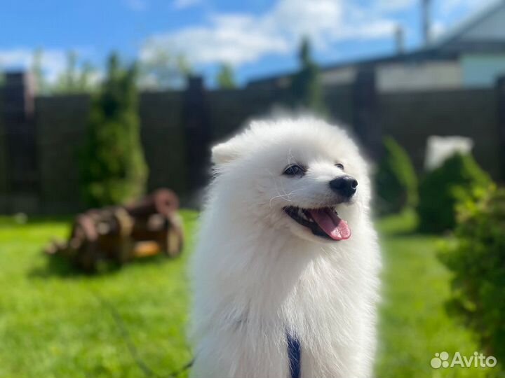 Вязка