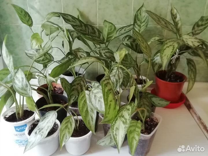 Аглаонема(черенки)