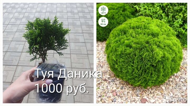 Туи и голубые ели
