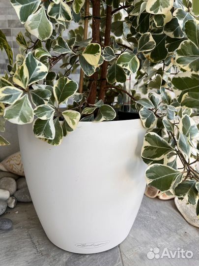 Фикус Триангулярис