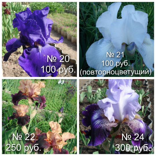 N4 Ирисы бородатые многолетники