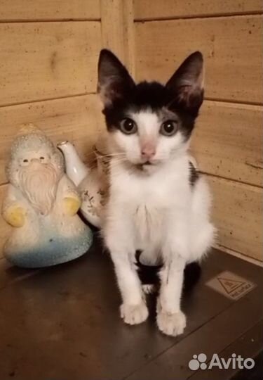 Котенок в добрые руки