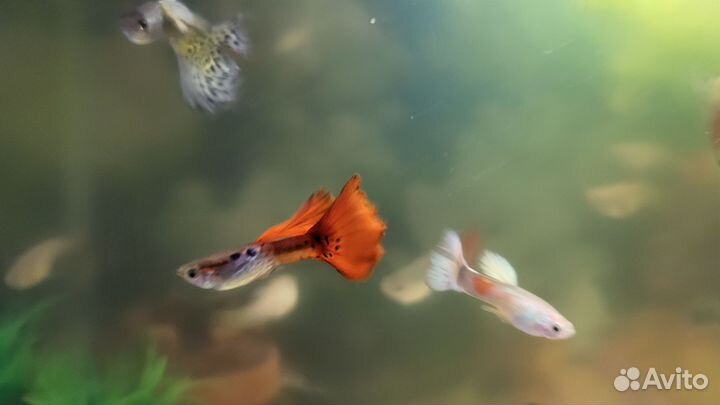 Аквариумные рыбки гуппи