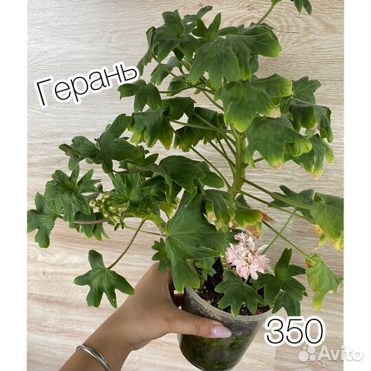 Комнатные растения