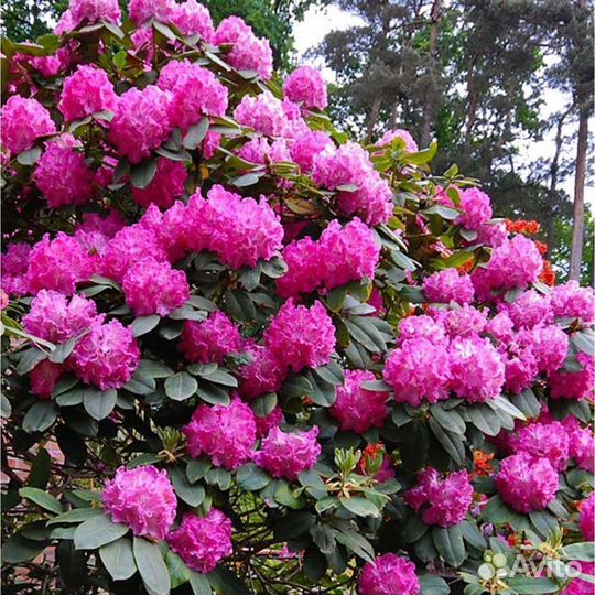Рододендрон гибридный Germania