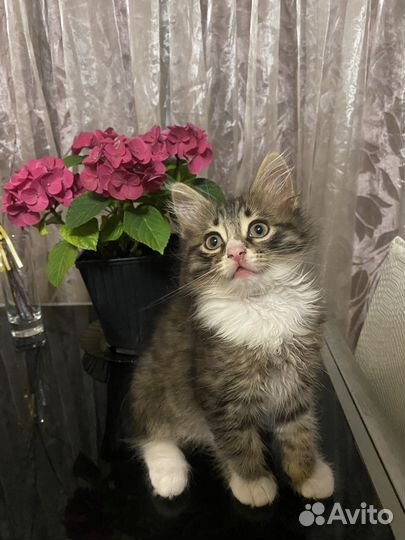 Кошка в дар