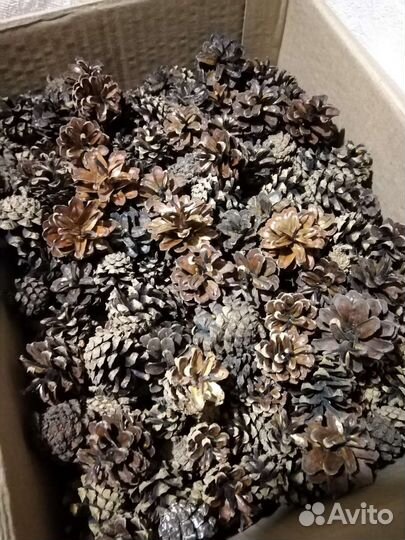 Шишки сосновые