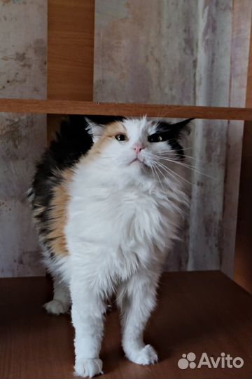 Трёхцветная кокетка