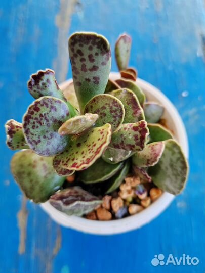 Адромискусы