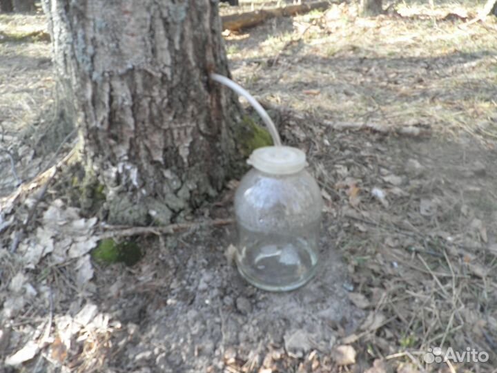 Квас из берёзового сока