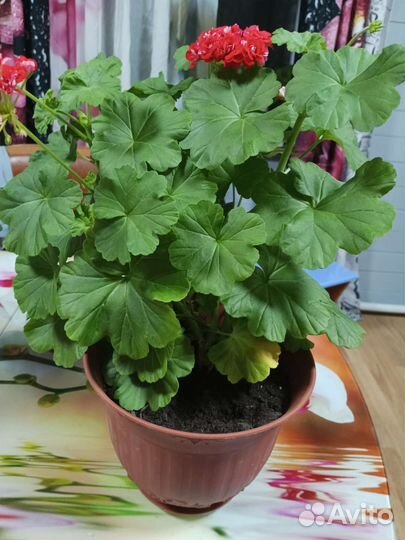 Пеларгония герань