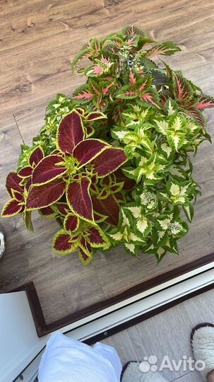 Колеусы вегетативные