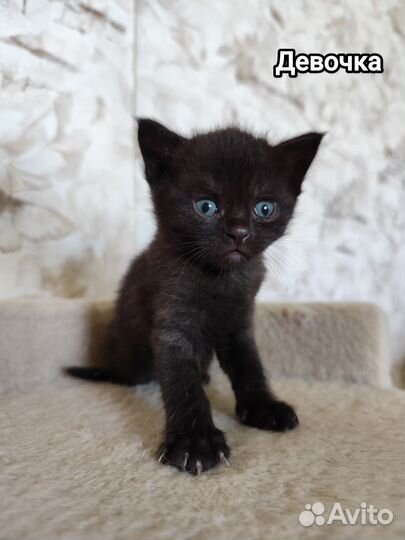 Британские котята