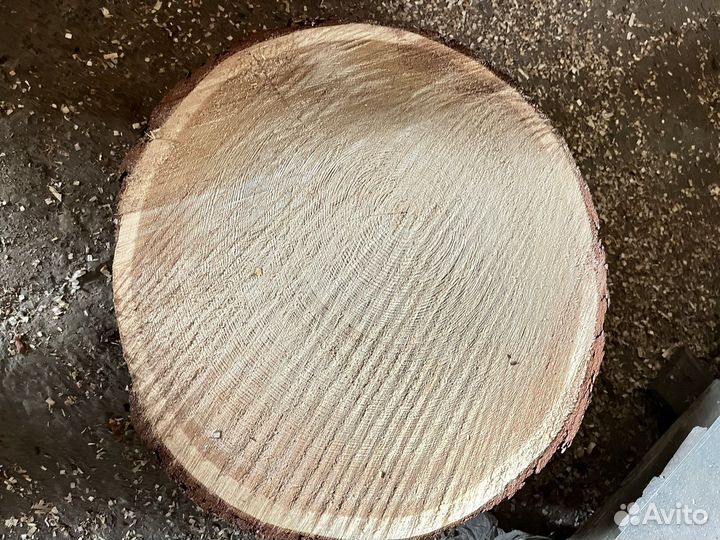 Спилы дерева