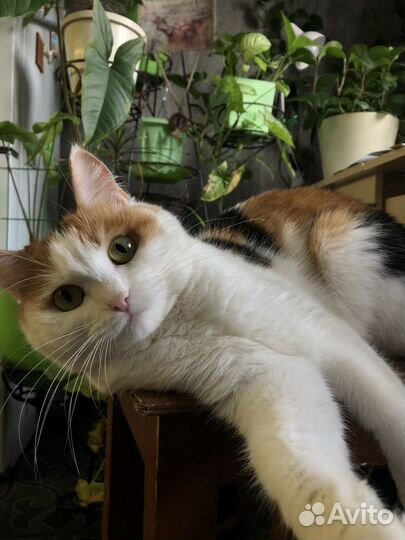 Лапочка девочка