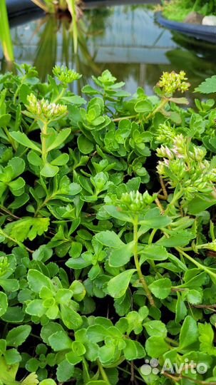 Очиток желтый, розовый