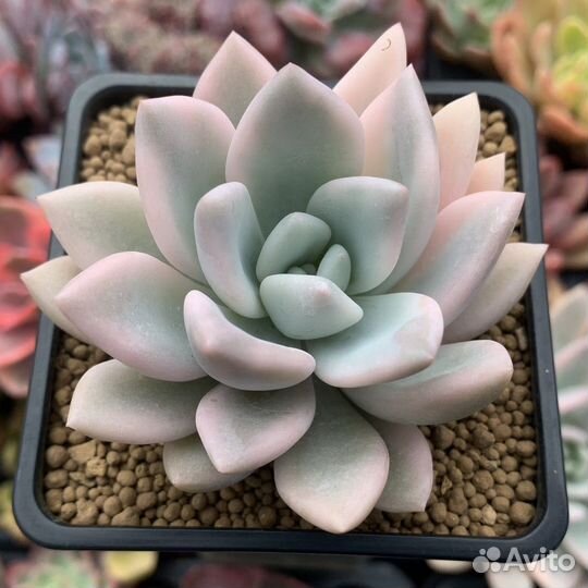 Корейские суккуленты