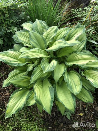 Хоста (4 разных вида)