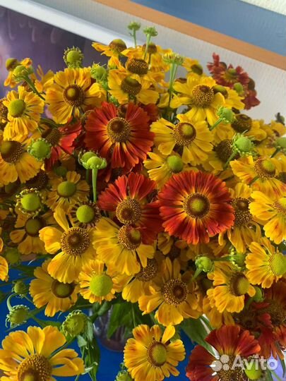 Швеи. На чехлы. Одеяла. Подушки