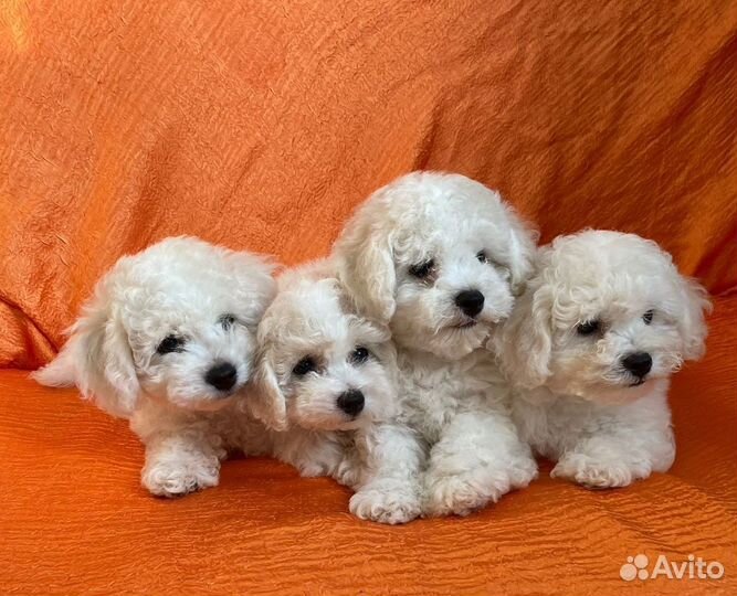 Щенки бишон фризе