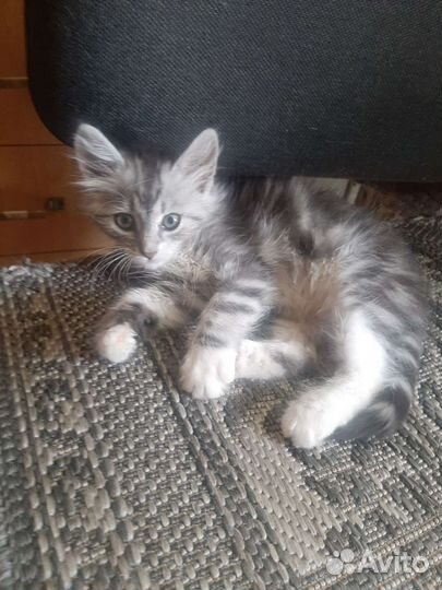 Пушистый котенок в добрые руки