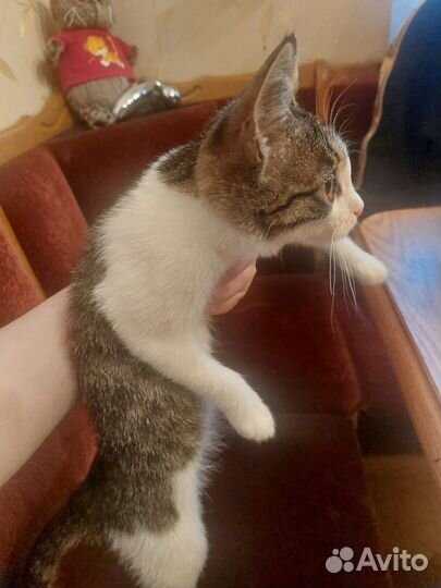 Кошка в дар бесплатно
