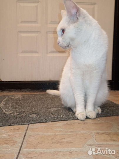 В добрые руки