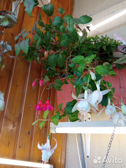 Стрептокарпус,Бегония,Фуксия,Фиалка,Глоксиния