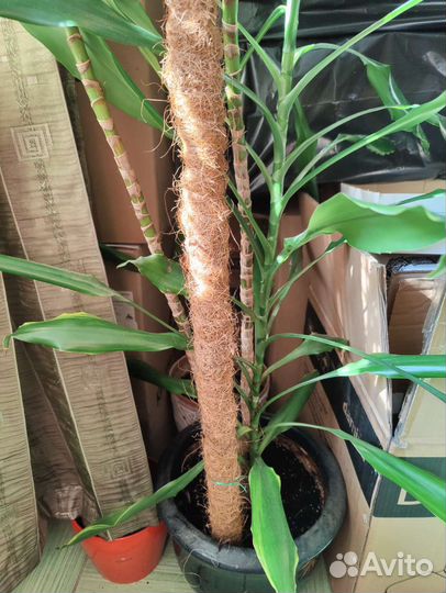 Опора для растений