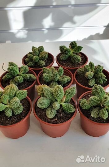 Суккуленты в ассортименте