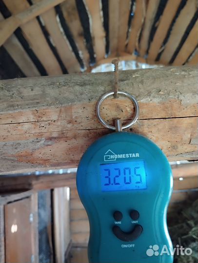 Самочка-ризен