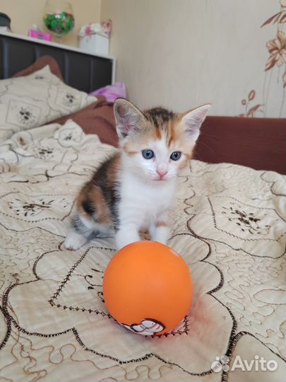 Кошка трехцветная