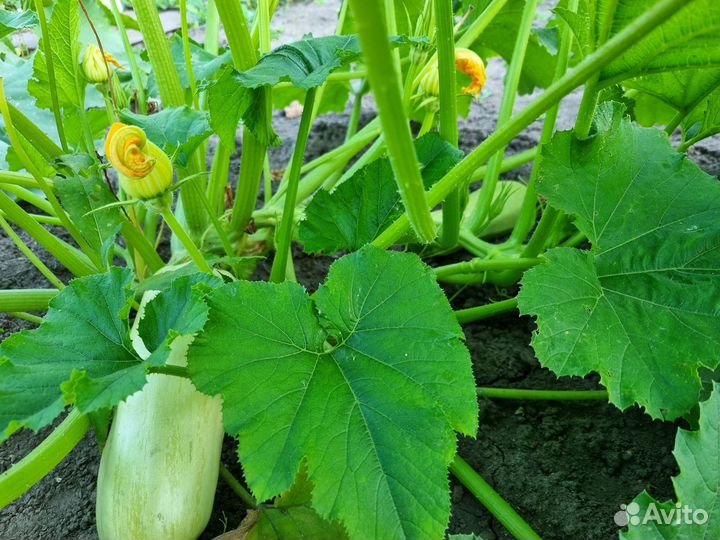Кабачок Горный