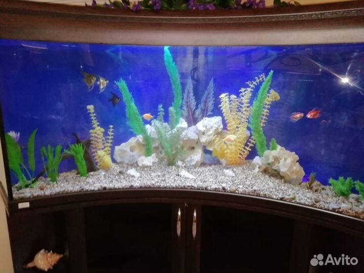 Обслуживание аквариумов