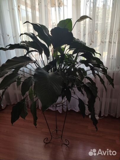 Спатифиллум, Аглаонема,Драцена, Сансевиерия